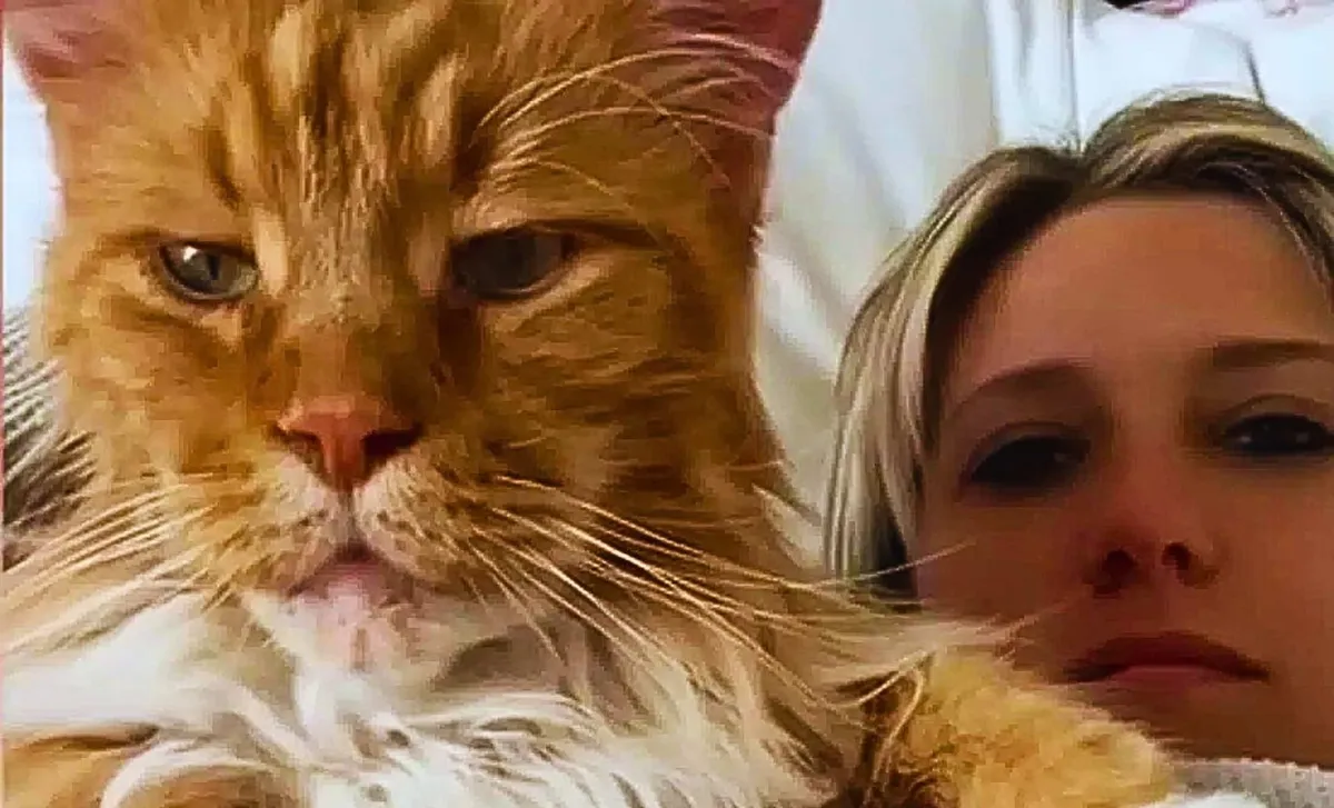 Den vänliga jätten Finn — katten som stjäl blickarna i San Carlos