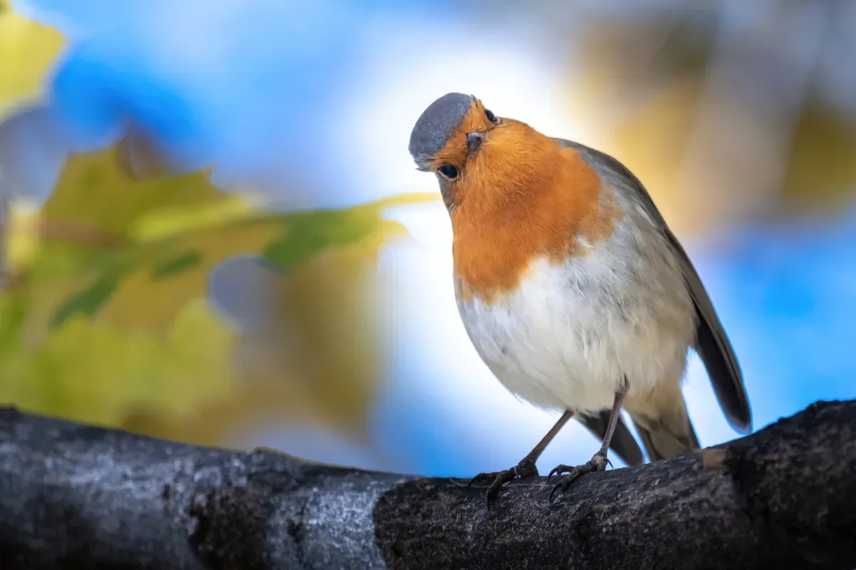 Rödhakens envisa vinterlojalitet i din trädgård