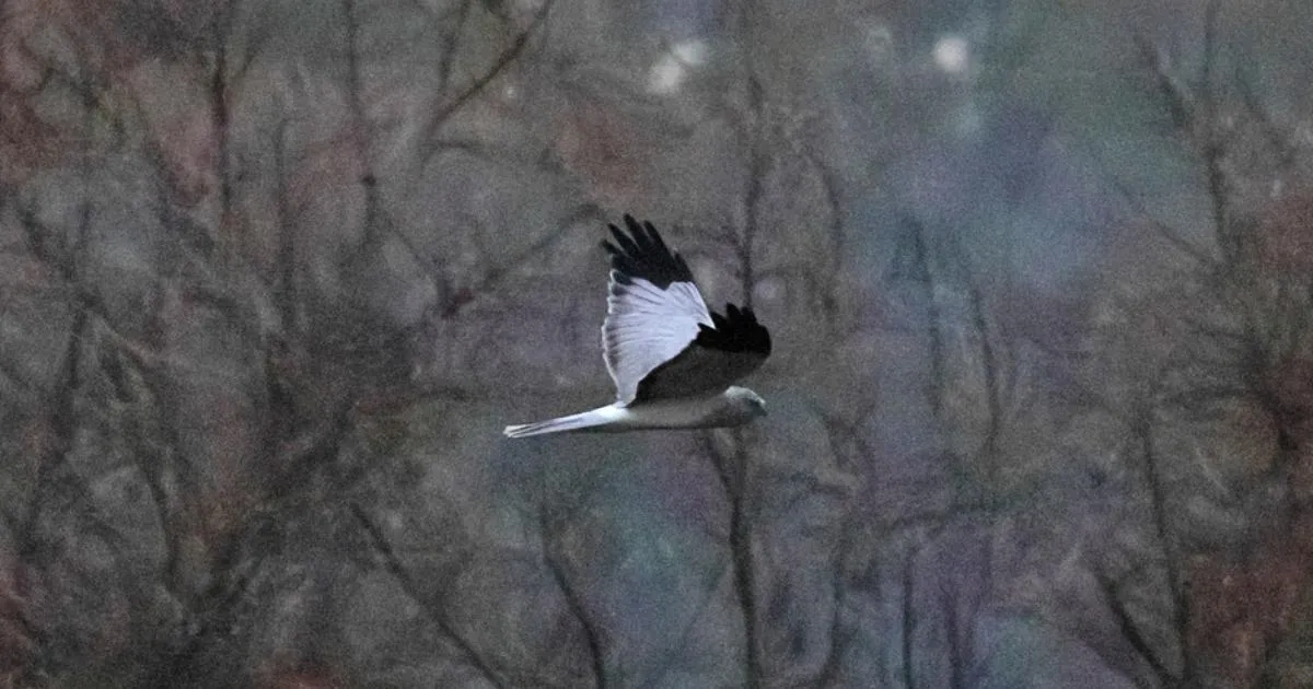 Sällsynta rovfåglar vid WWT Arundel Wetland Centre