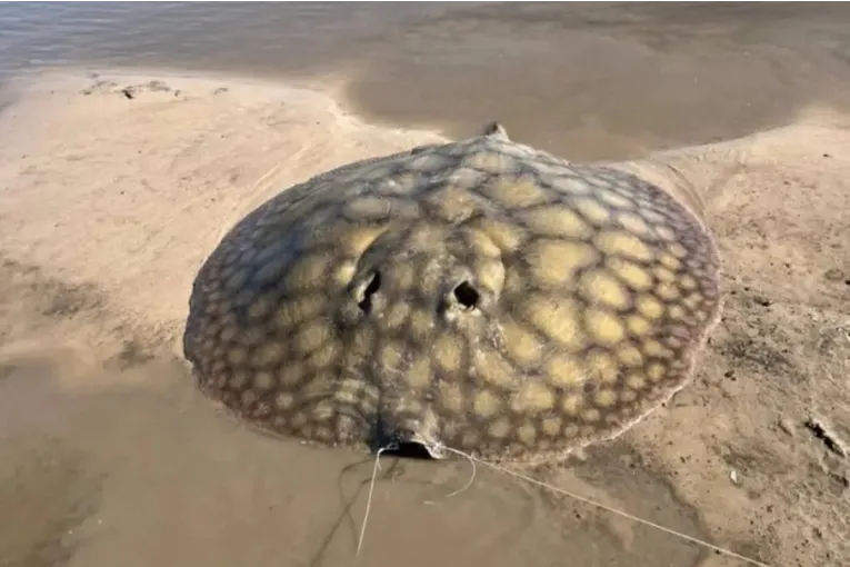 En minnesvärd fångst av en enorm rocka i Entre Ríos