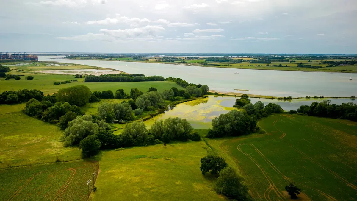 Sällsynt filmning av vild bäver ger nytt hopp i östra England