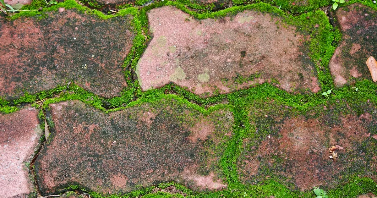 Smarta huskurer för att få bort mossa från uteytor