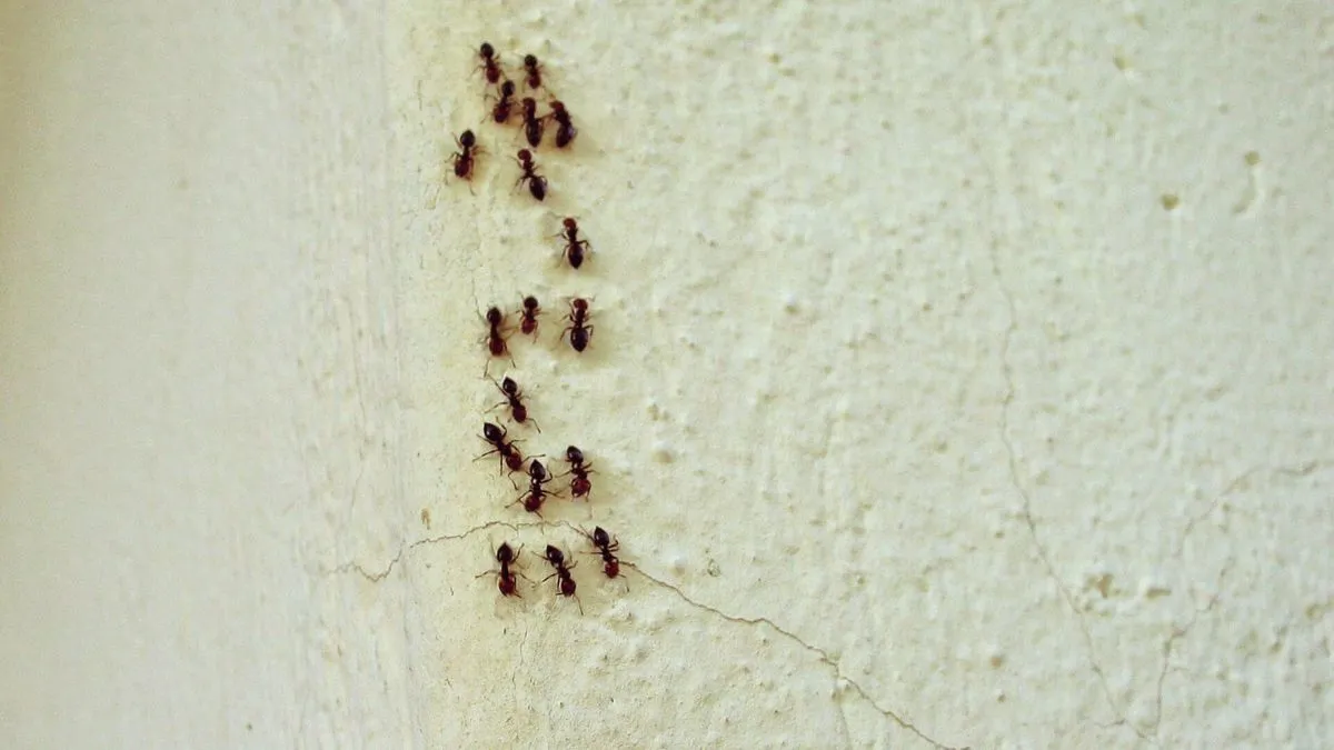 Myror i hemmet: betyder det mer än bara ett hushållsproblem?