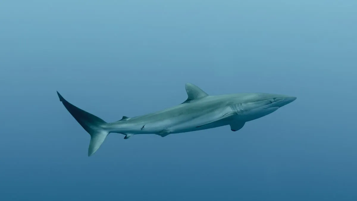 Felmärkning av fisk: en oroande ökning av hajkött på ecuadorianska marknader